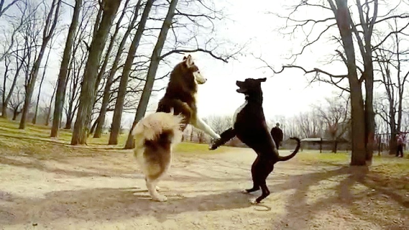 Dog Park at Niagara Falls