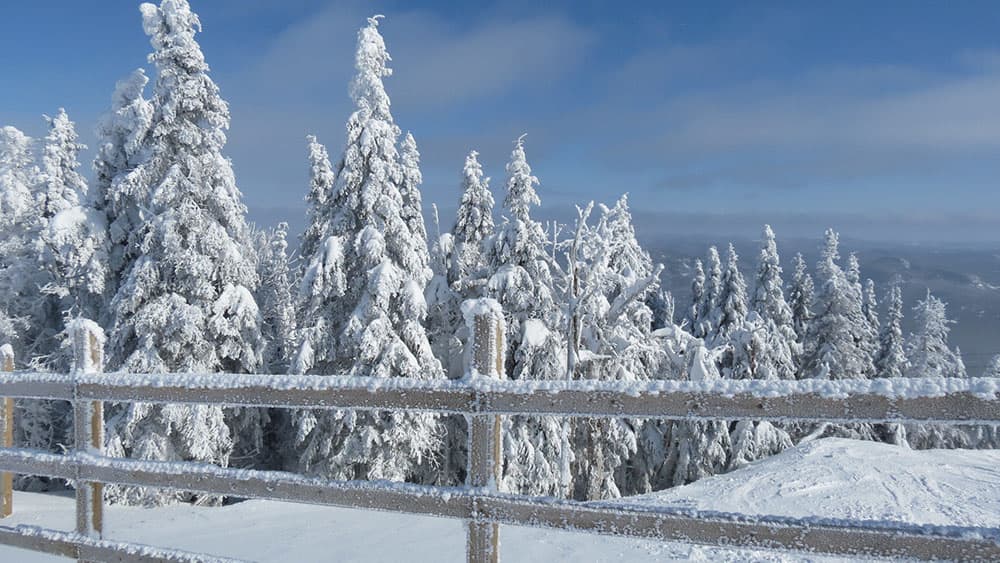 Mountains in Mont-Tremblant with Snowy Trees