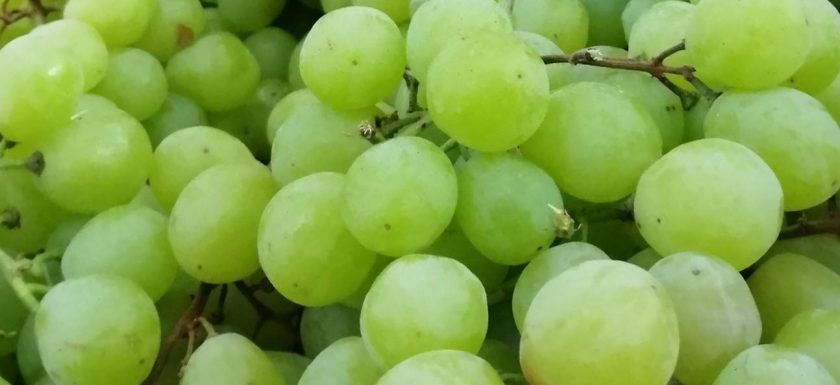 find hardier grapes